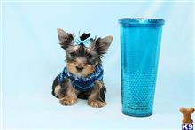mixed breed puppy posted by puppyheavenla