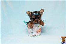mixed breed puppy posted by puppyheavenla