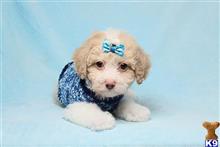 mixed breed puppy posted by puppyheavenla