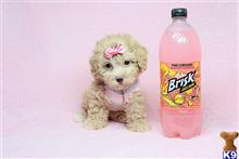 mixed breed puppy posted by puppyheavenla