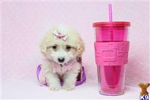 mixed breed puppy posted by puppyheavenla