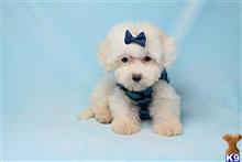 mixed breed puppy posted by puppyheavenla