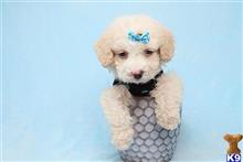 mixed breed puppy posted by puppyheavenla