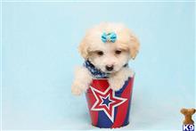 mixed breed puppy posted by puppyheavenla