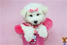 mixed breed puppy posted by puppyheavenla