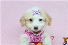 mixed breed puppy posted by puppyheavenla
