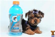 mixed breed puppy posted by puppyheavenla