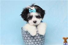 mixed breed puppy posted by puppyheavenla