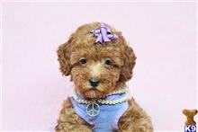Mixed Breed