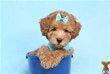 Mixed Breed