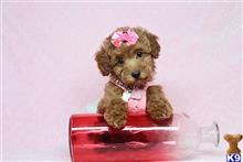 Mixed Breed