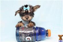 Mixed Breed