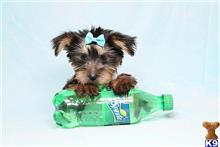 Mixed Breed