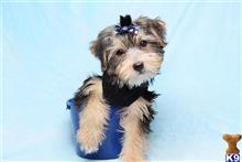 Mixed Breed