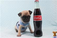 mixed breed puppy posted by puppyheavenla