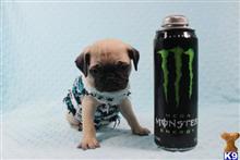 mixed breed puppy posted by puppyheavenla