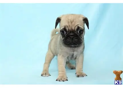 Oscar - Teacup pug Puppy available Mixed Breed puppy located in Las Vegas