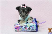 Mixed Breed