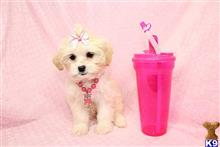 Mixed Breed