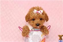 mixed breed puppy posted by puppyheavenla