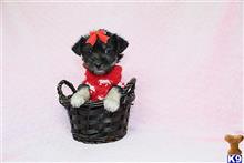mixed breed puppy posted by puppyheavenla
