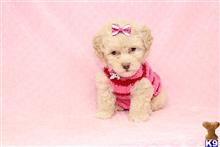 mixed breed puppy posted by puppyheavenla