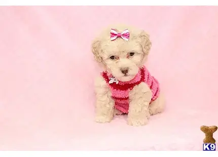 Mi Amor - Teacup Maltipoo Puppy available Mixed Breed puppy located in Las Vegas