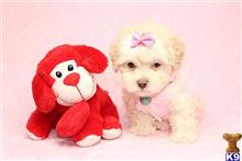 mixed breed puppy posted by puppyheavenla