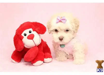 Sugar Pie - Teacup Maltipoo Puppy available Mixed Breed puppy located in Las Vegas