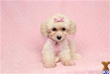 mixed breed puppy posted by puppyheavenla