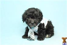 mixed breed puppy posted by puppyheavenla