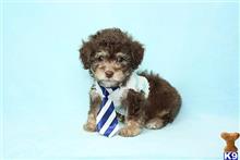 mixed breed puppy posted by puppyheavenla