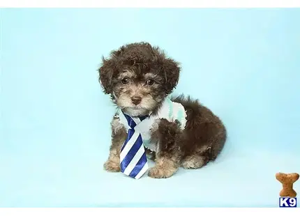 Hersheys - Teacup Maltipoo Puppy available Mixed Breed puppy located in Las Vegas