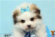 mixed breed puppy posted by puppyheavenla