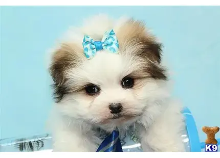 Happy Gilmore - Teacup Pomtese Puppy available Mixed Breed puppy located in Las Vegas