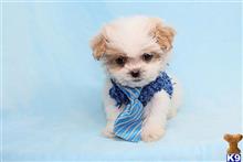 mixed breed puppy posted by puppyheavenla