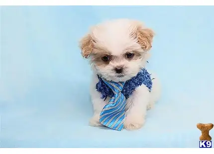 Chief - Micro Teacup Shipoo Puppy available Mixed Breed puppy located in Las Vegas