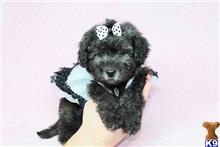 mixed breed puppy posted by puppyheavenla