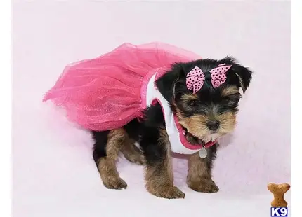 Pandora - Teacup Yorkie Puppy available Mixed Breed puppy located in Las Vegas