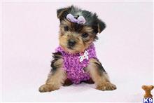 mixed breed puppy posted by puppyheavenla