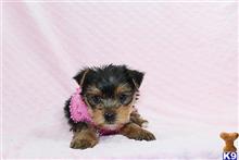 mixed breed puppy posted by puppyheavenla