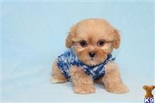 mixed breed puppy posted by puppyheavenla