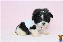 mixed breed puppy posted by puppyheavenla