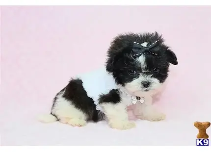 Mon Cheri - Micro Teacup Shipoo Puppy available Mixed Breed puppy located in Las Vegas