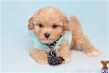 mixed breed puppy posted by puppyheavenla