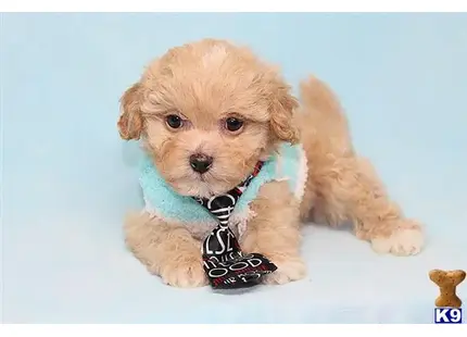 Patrick - Teacup Shipoo Puppy available Mixed Breed puppy located in Las Vegas