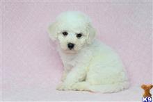 mixed breed puppy posted by puppyheavenla