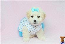 mixed breed puppy posted by puppyheavenla