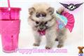 pomeranian puppy posted by puppyheavenla