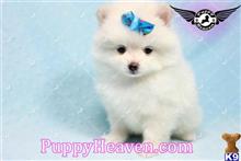 pomeranian puppy posted by puppyheavenla